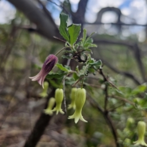 Billardiera scandens at QPRC LGA - suppressed