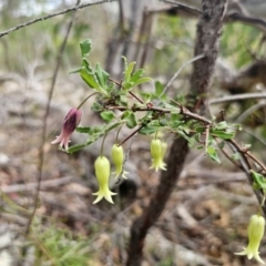 Billardiera scandens at QPRC LGA - suppressed