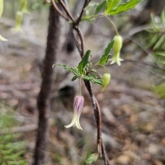 Billardiera scandens at QPRC LGA - 10 Nov 2023