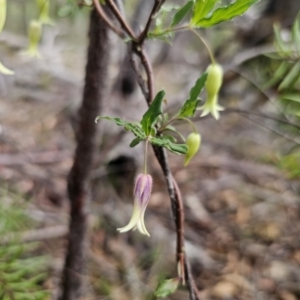 Billardiera scandens at QPRC LGA - suppressed