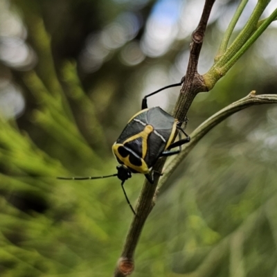 Commius elegans (Cherry Ballart Shield Bug) at QPRC LGA - 10 Nov 2023 by Csteele4