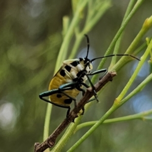 Commius elegans at QPRC LGA - suppressed