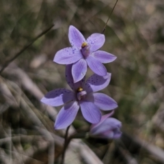 Thelymitra ixioides (Dotted Sun Orchid) at QPRC LGA - 10 Nov 2023 by Csteele4