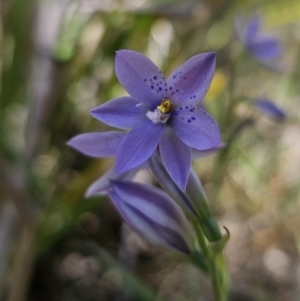 Thelymitra ixioides at QPRC LGA - 10 Nov 2023