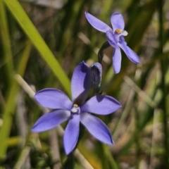 Thelymitra ixioides at QPRC LGA - 10 Nov 2023