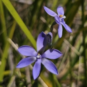 Thelymitra ixioides at QPRC LGA - 10 Nov 2023