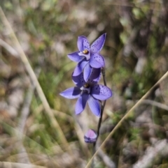 Thelymitra ixioides at QPRC LGA - 10 Nov 2023