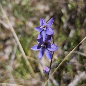 Thelymitra ixioides at QPRC LGA - 10 Nov 2023