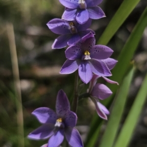 Thelymitra ixioides at QPRC LGA - suppressed