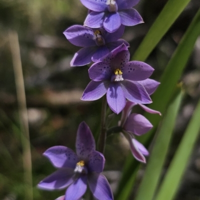 Thelymitra ixioides (Dotted Sun Orchid) at Hereford Hall, NSW - 10 Nov 2023 by Csteele4