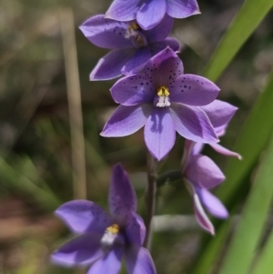 Thelymitra ixioides at QPRC LGA - suppressed