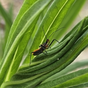 Gminatus australis at QPRC LGA - 10 Nov 2023