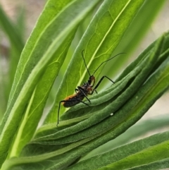 Gminatus australis (Orange assassin bug) at Hereford Hall, NSW - 10 Nov 2023 by Csteele4