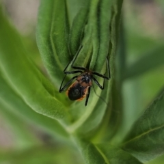 Gminatus australis at QPRC LGA - 10 Nov 2023 02:48 PM