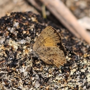 Paralucia aurifera at QPRC LGA - 10 Nov 2023