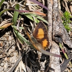 Paralucia aurifera at QPRC LGA - suppressed