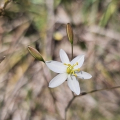 Thelionema caespitosum (Tufted Blue Lily) at Hereford Hall, NSW - 10 Nov 2023 by Csteele4