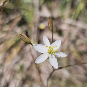 Thelionema caespitosum at QPRC LGA - suppressed