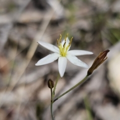 Thelionema caespitosum at QPRC LGA - suppressed