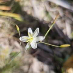 Thelionema caespitosum at QPRC LGA - suppressed