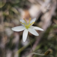 Thelionema caespitosum at QPRC LGA - suppressed