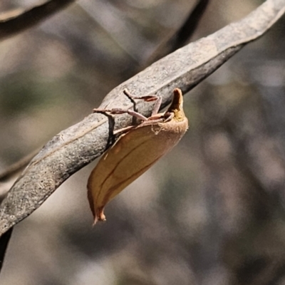 Wingia aurata (Golden Leaf Moth) at Hereford Hall, NSW - 10 Nov 2023 by Csteele4