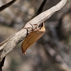 Wingia aurata at QPRC LGA - 10 Nov 2023 01:35 PM