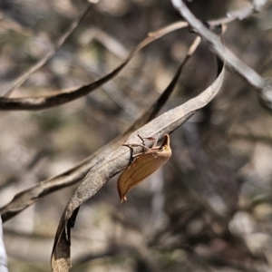 Wingia aurata at QPRC LGA - 10 Nov 2023