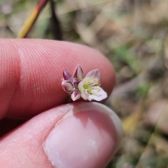 Laxmannia gracilis (Slender Wire Lily) at QPRC LGA - 10 Nov 2023 by Csteele4