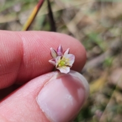 Laxmannia gracilis at QPRC LGA - 10 Nov 2023