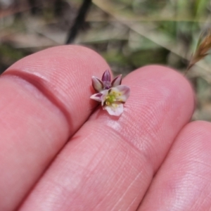 Laxmannia gracilis at QPRC LGA - 10 Nov 2023