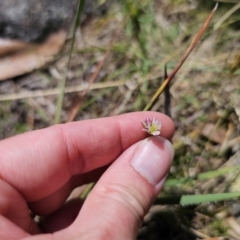 Laxmannia gracilis at QPRC LGA - 10 Nov 2023