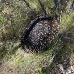 Tachyglossus aculeatus (Short-beaked Echidna) at Block 402 - 11 Oct 2023 by AJB