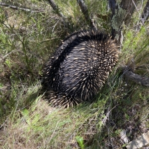 Tachyglossus aculeatus at Bluetts Block (402, 403, 12, 11) - 11 Oct 2023