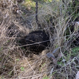 Tachyglossus aculeatus at Bluetts Block (402, 403, 12, 11) - 11 Oct 2023