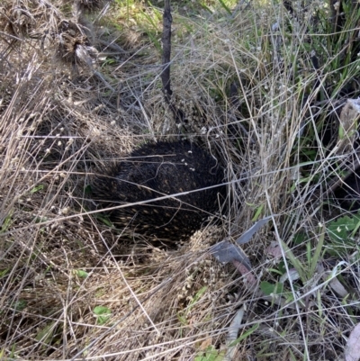 Tachyglossus aculeatus (Short-beaked Echidna) at Stromlo, ACT - 11 Oct 2023 by AJB