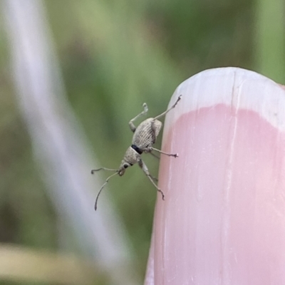 Merimnetes oblongus (Radiata pine shoot weevil) at Deua National Park (CNM area) - 15 Oct 2023 by AJB