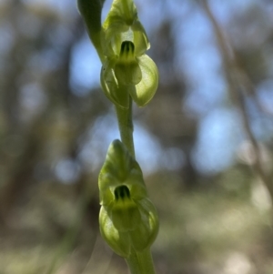 Hymenochilus muticus at Bimberi Nature Reserve - 18 Oct 2023