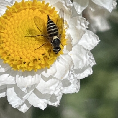 Australiphthiria (genus) (Bee fly) at ANBG - 9 Nov 2023 by YellowButton