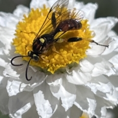 Labium sp. (genus) (An Ichneumon wasp) at ANBG - 9 Nov 2023 by YellowButton