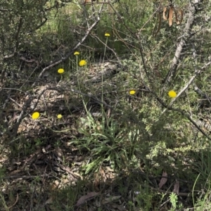 Craspedia variabilis at Illilanga & Baroona - 1 Nov 2021