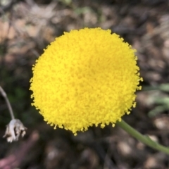 Craspedia variabilis at Illilanga & Baroona - 1 Nov 2021