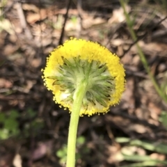 Craspedia variabilis at Illilanga & Baroona - 1 Nov 2021