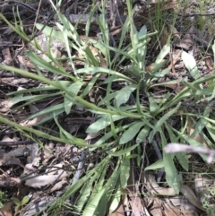 Craspedia variabilis at Illilanga & Baroona - 1 Nov 2021