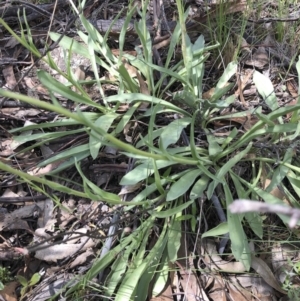 Craspedia variabilis at Illilanga & Baroona - suppressed