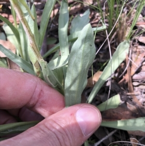 Craspedia variabilis at Illilanga & Baroona - 1 Nov 2021