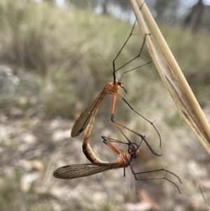 Harpobittacus australis at Sutton, NSW - 21 Oct 2023