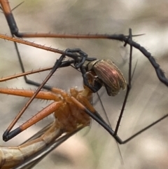 Harpobittacus australis at Sutton, NSW - 21 Oct 2023