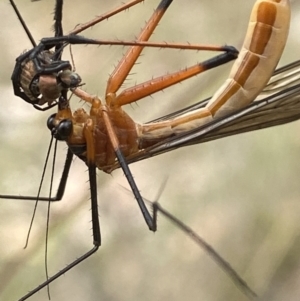 Harpobittacus australis at Sutton, NSW - 21 Oct 2023