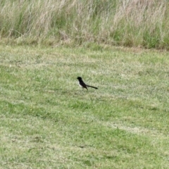 Rhipidura leucophrys (Willie Wagtail) at Nimmitabel, NSW - 9 Nov 2023 by KMcCue